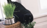 Cat mint: za to, co je potřeba a jaký vliv kočky dělá?